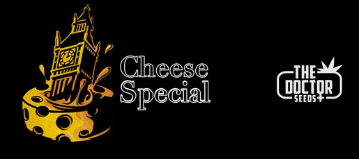 Cheese Special